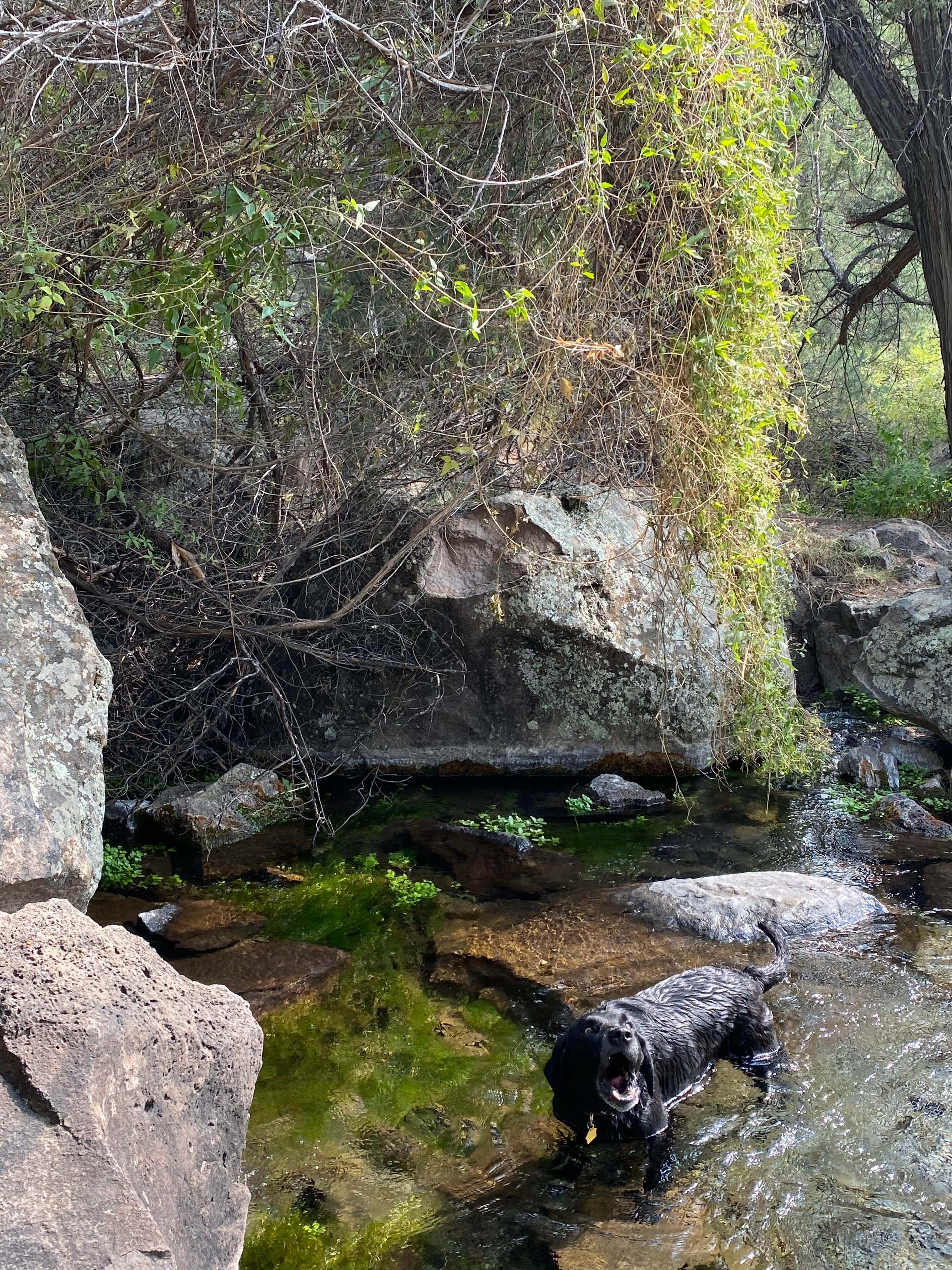 Camper submitted image from BLM Wild Rivers Recreation Area - 5