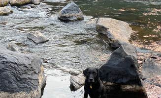 Teresa J.'s photo of camping with pets at BLM Wild Rivers Recreation Area near Taos, NM