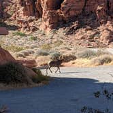 Review photo of Atlatl Rock Campground — Valley of Fire State Park by Jeremiah F., September 10, 2020