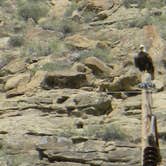 Review photo of Island Acres Section Camping — James M. Robb Colorado River State Park by Troy L., May 16, 2018