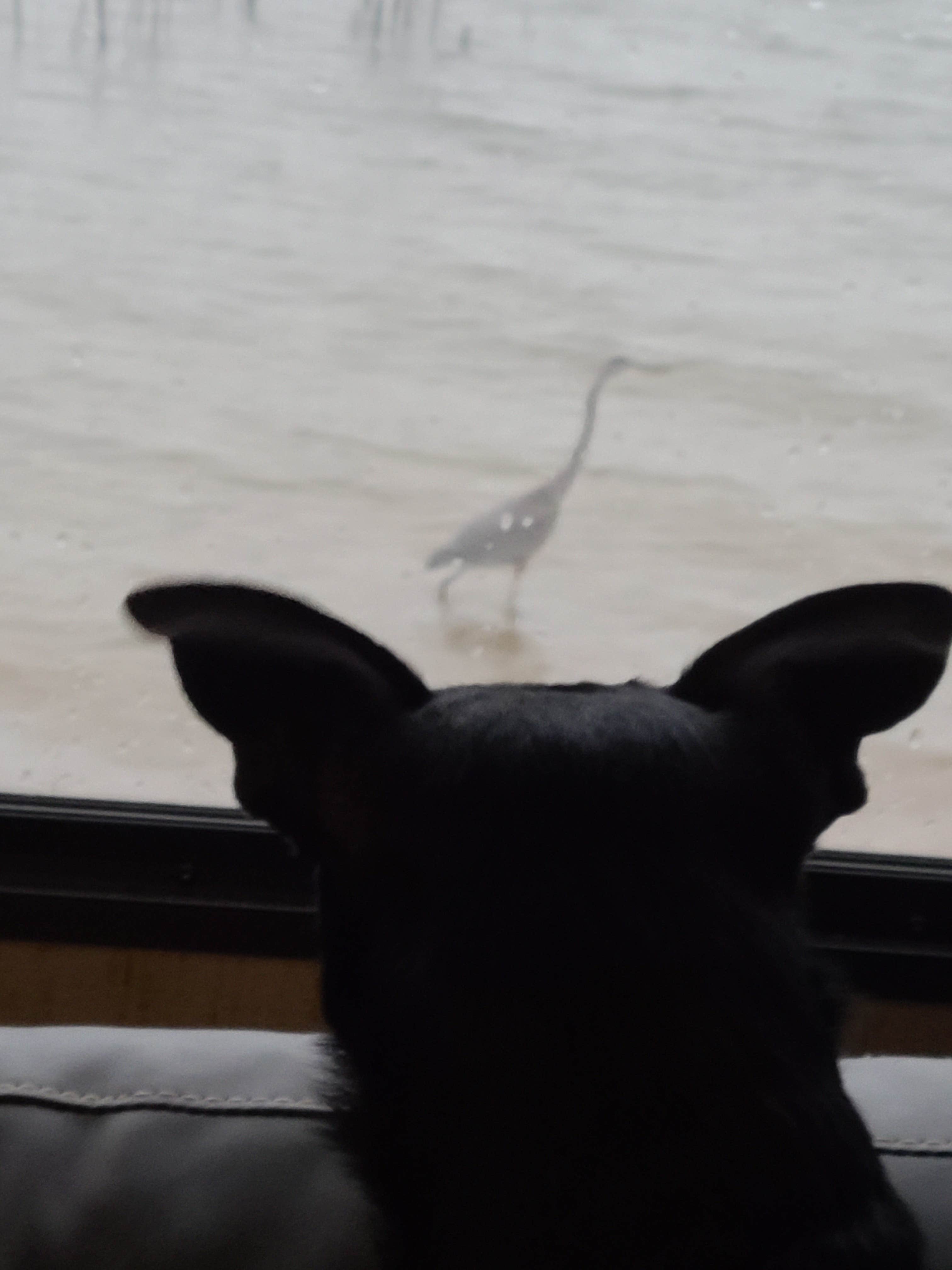Bonnie A.'s photo of camping with pets at COE Skiatook Lake Tall Chief Cove near Broken Arrow, OK