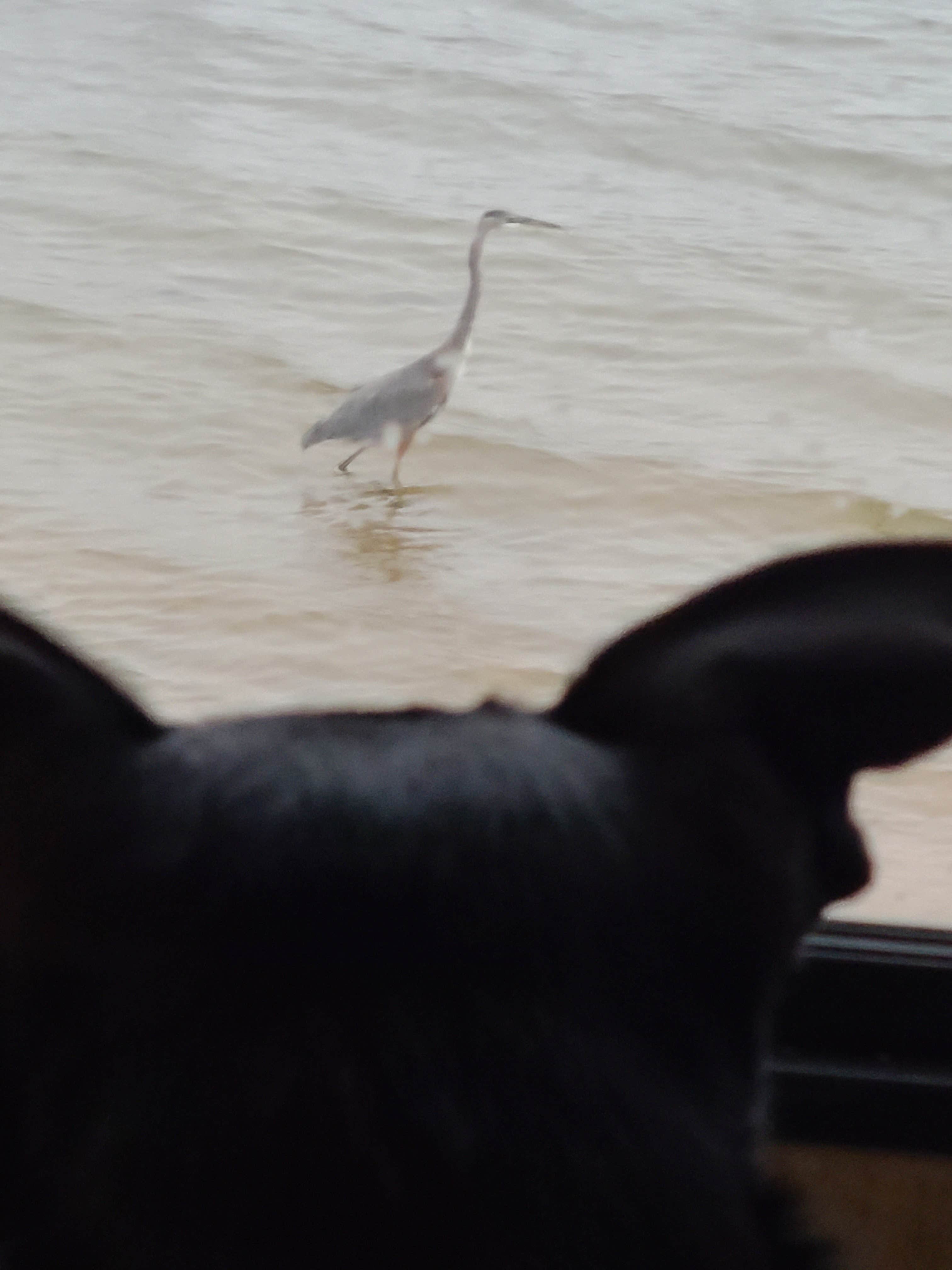 Bonnie A.'s photo of camping with pets at Tall Chief Cove near Broken Arrow, OK