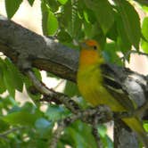 Review photo of Island Acres Section Camping — James M. Robb Colorado River State Park by Troy L., May 16, 2018