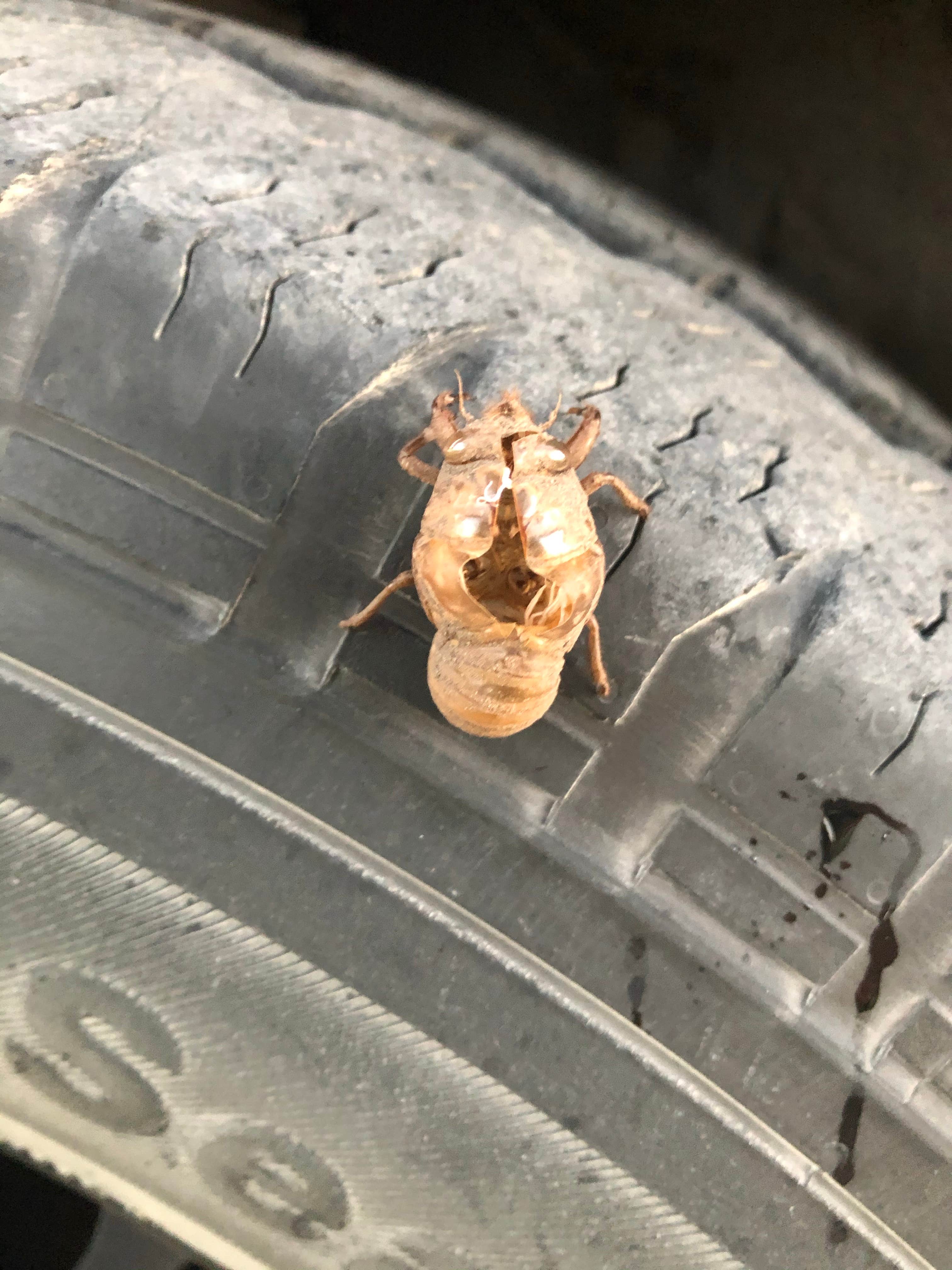 Camping near High Plains Camping: Lakebank Drive Campground — Historic Lake Scott State Park, Scott City, Kansas