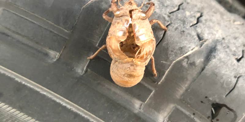 Camper submitted image from Lakebank Drive Campground — Historic Lake Scott State Park