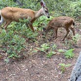 Review photo of Castle Lake Campground by Mandy , September 11, 2020