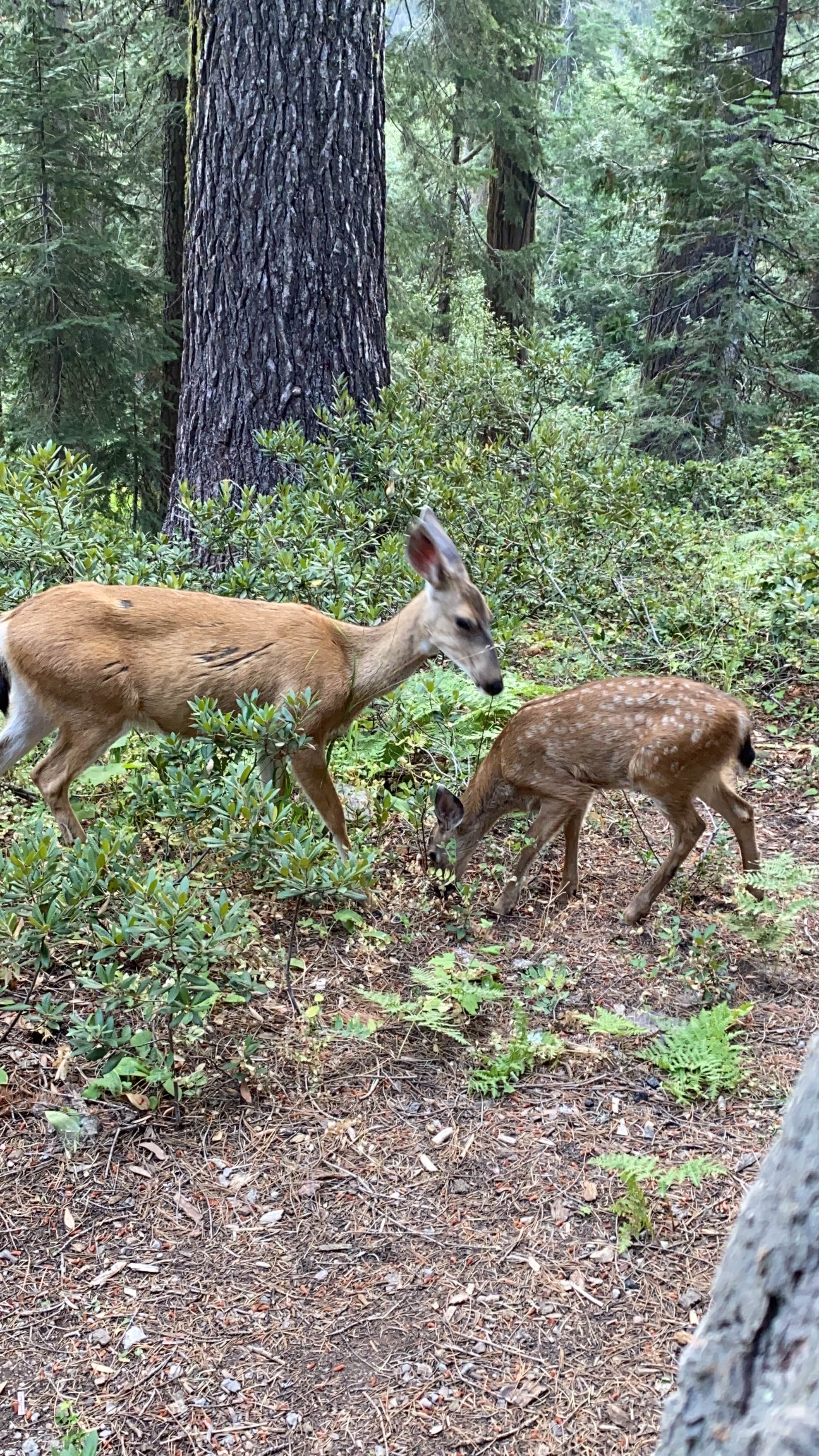 Camper submitted image from Castle Lake Campground - 4