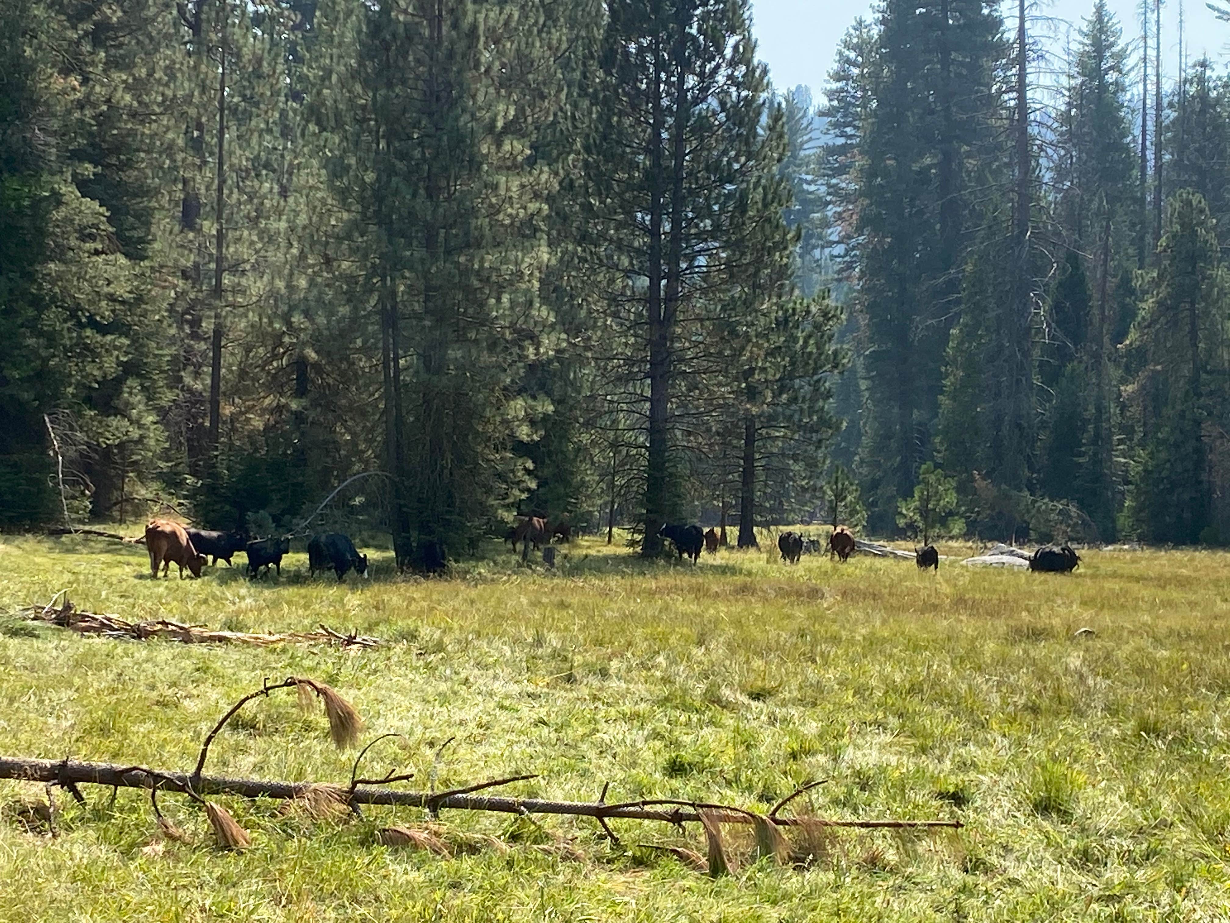 Camper-submitted photo at Tenmile Campground near Sequoia & Kings Canyon National Parks