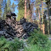 Review photo of Potwisha Campground — Sequoia National Park by Mandy , September 11, 2020