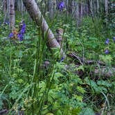 Review photo of Soapstone Basin Dispersed Camping by Carol B., September 11, 2020