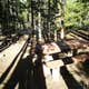 Limber Pine
