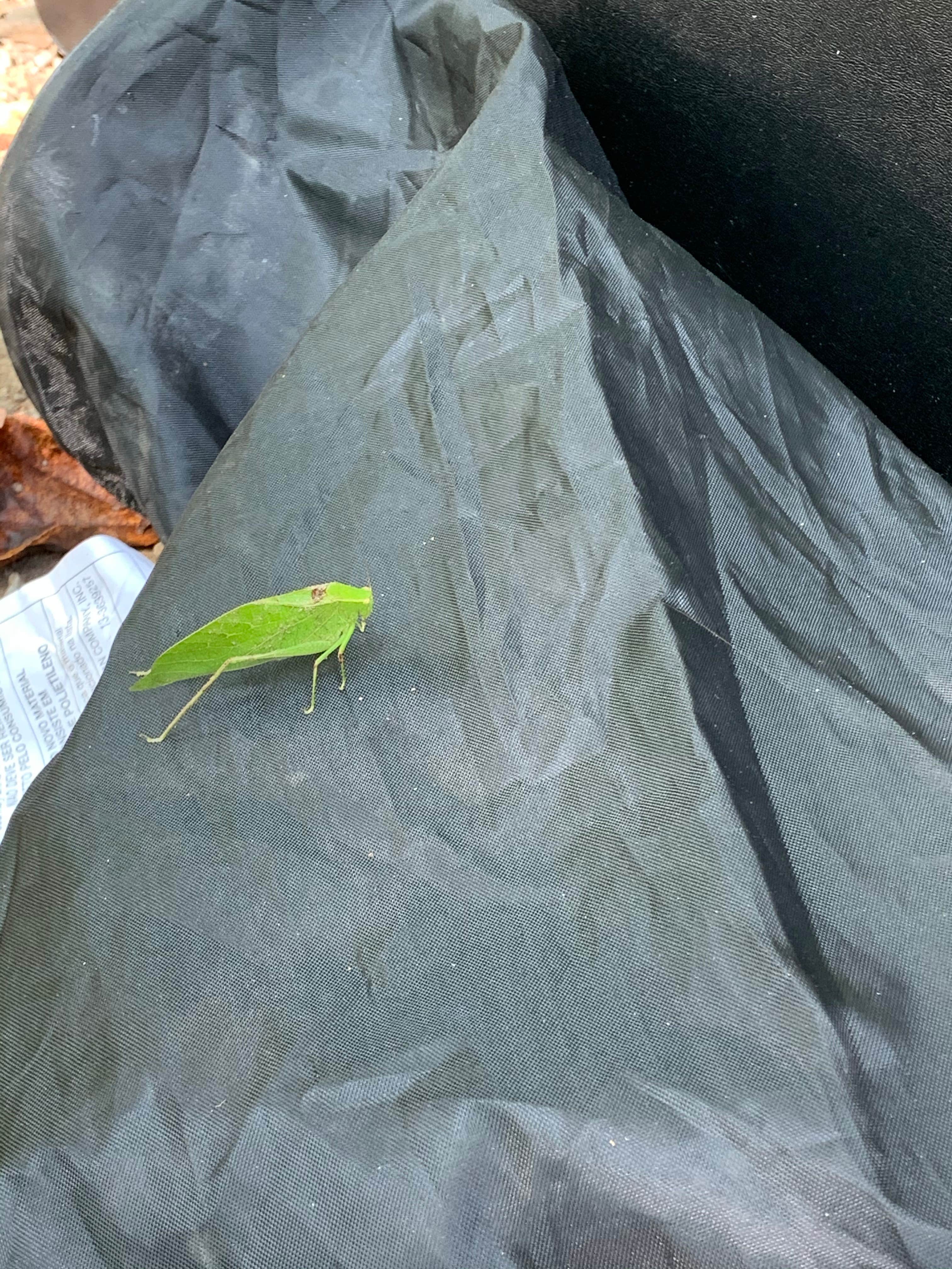 Camper submitted image from Deep Creek Group Campground — Great Smoky Mountains National Park - 2