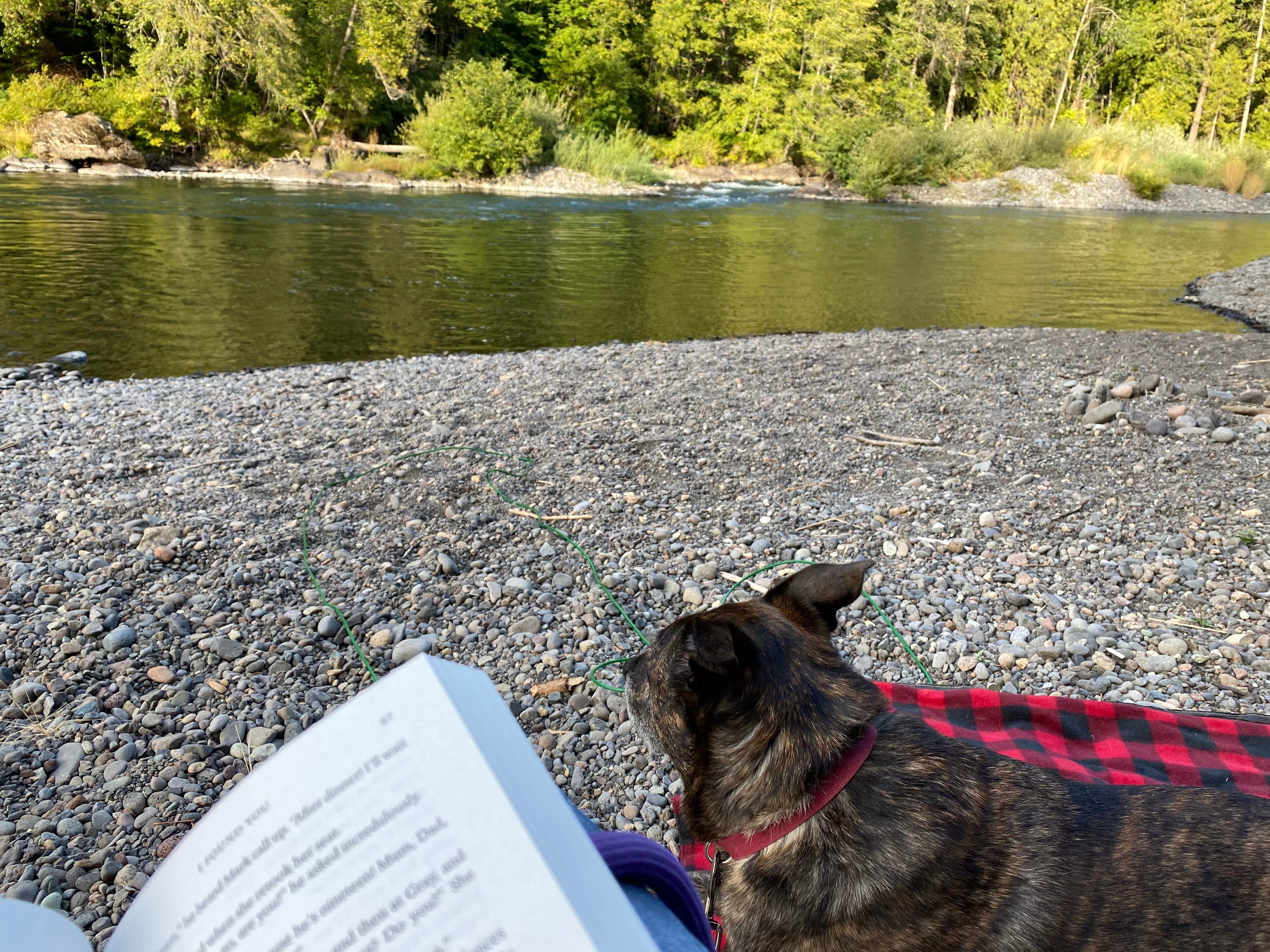 Sarah S.'s photo of camping with pets at Black Canyon Campground - Willamette NF near Walterville, OR