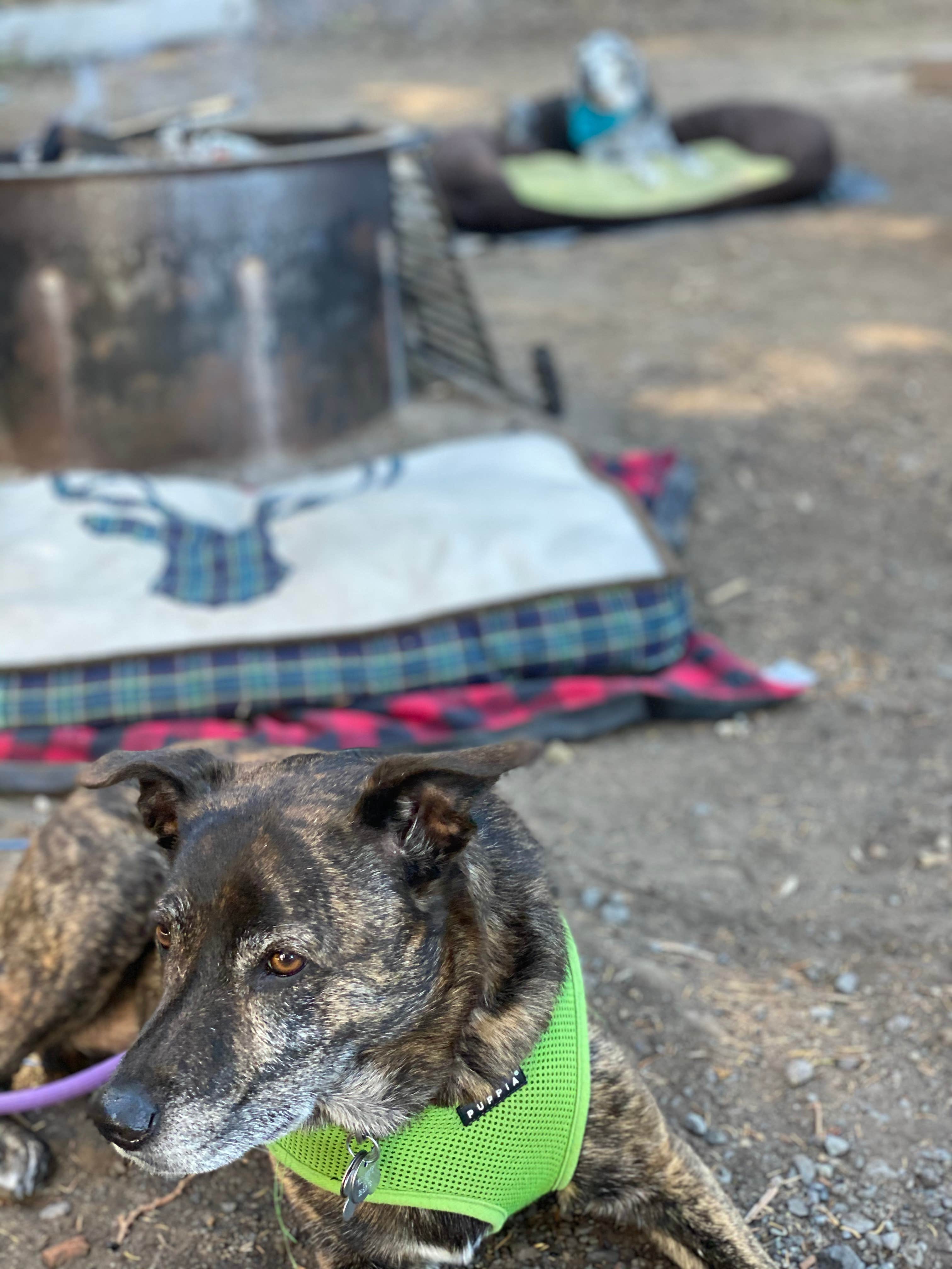 Sarah S.'s photo of camping with pets at Little Crater Campground near Brothers, OR
