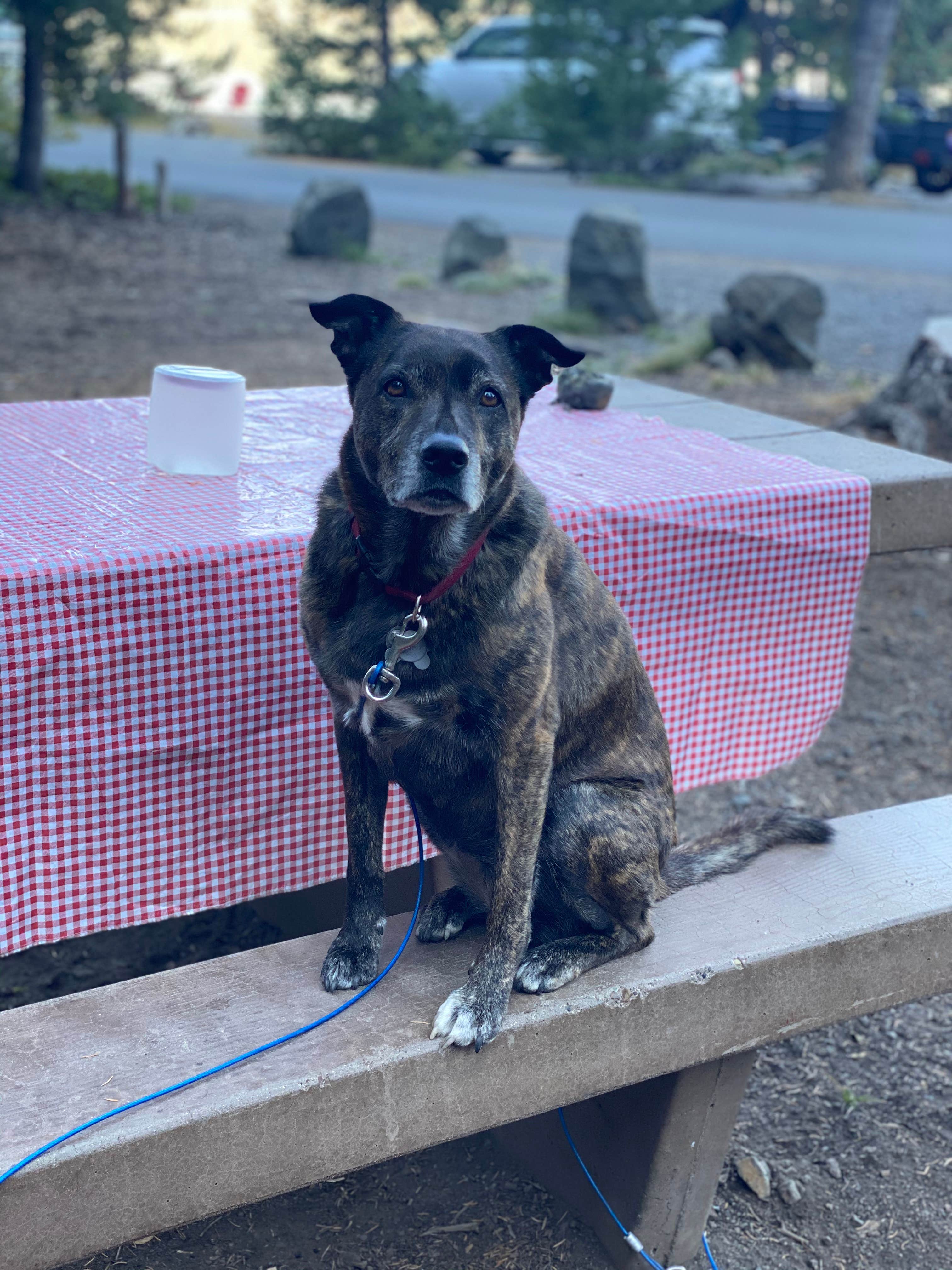 Sarah S.'s photo of camping with pets at Little Crater Campground near Silver Lake, OR