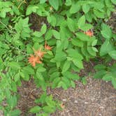 Review photo of Sam Stowe Campground — Fremont Indian State Park by Troy L., May 16, 2018