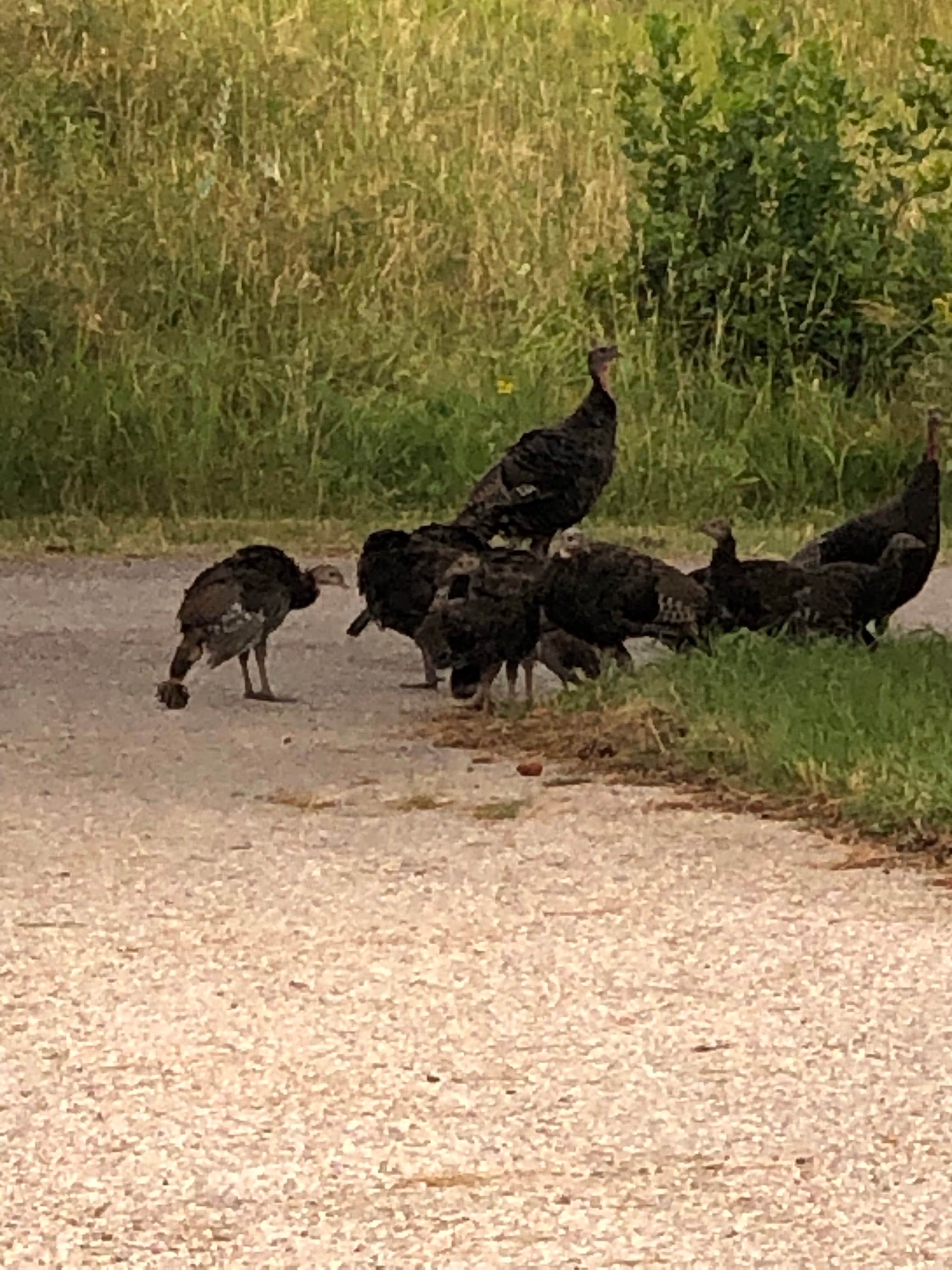 Cassandra  I.'s photo of camping with pets at Rapid City RV Park & Campground near Blackhawk, SD