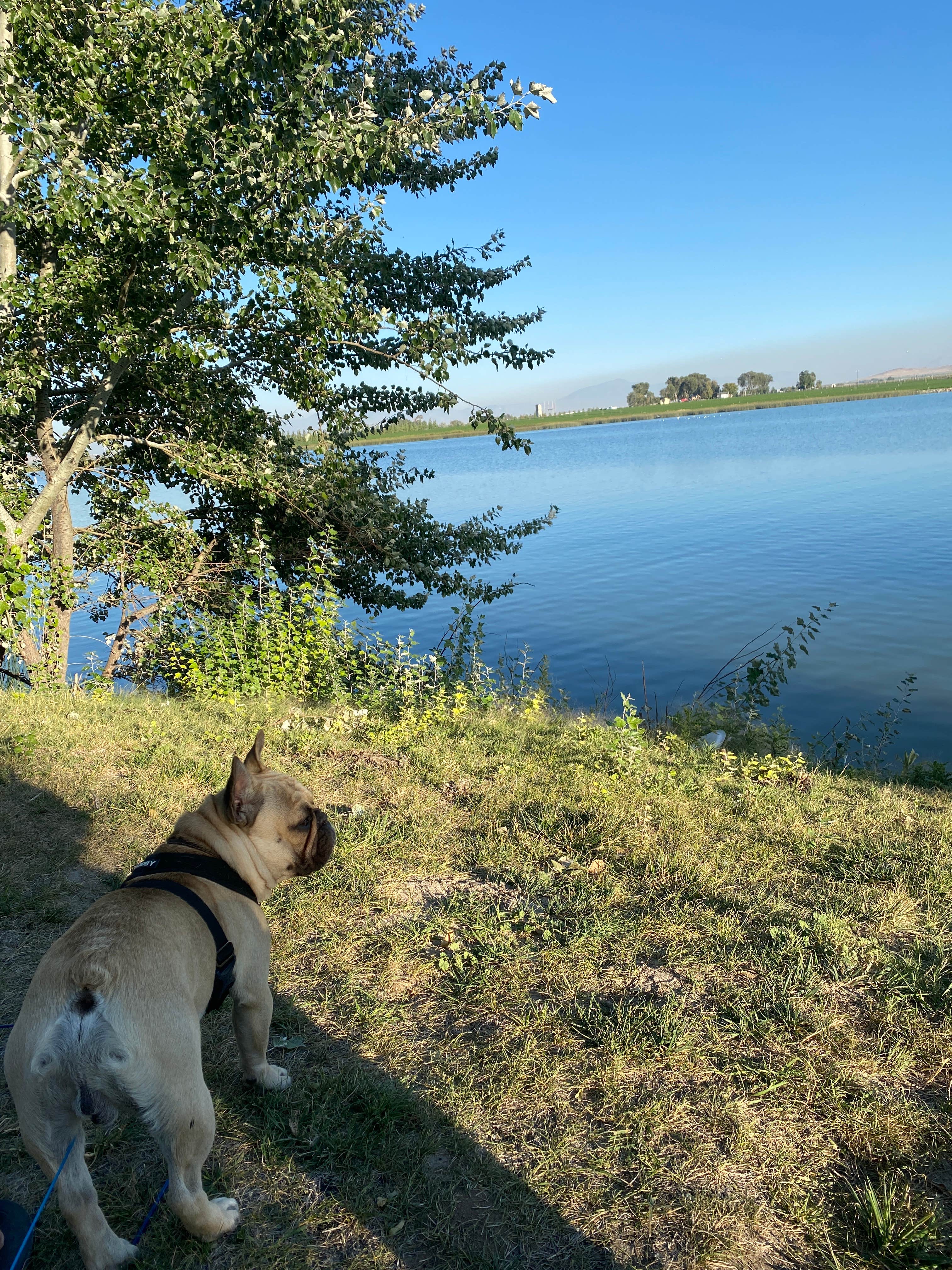 Jeanine's photo of camping with pets at Murtaugh Lake Park Campground near Jerome, ID