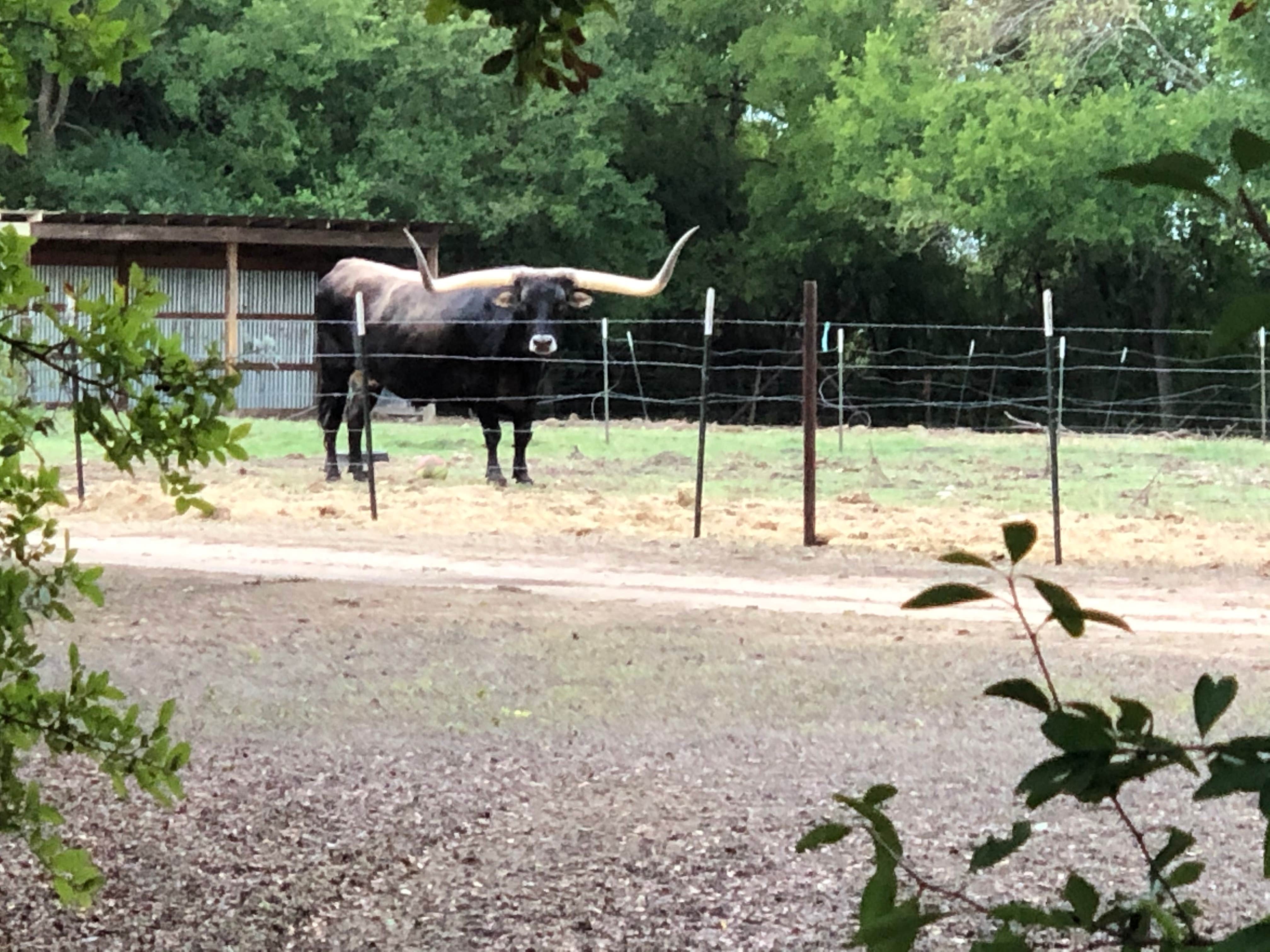 Camper-submitted photo at Bending Oaks Ranch RV Resort near Johnson City, TX