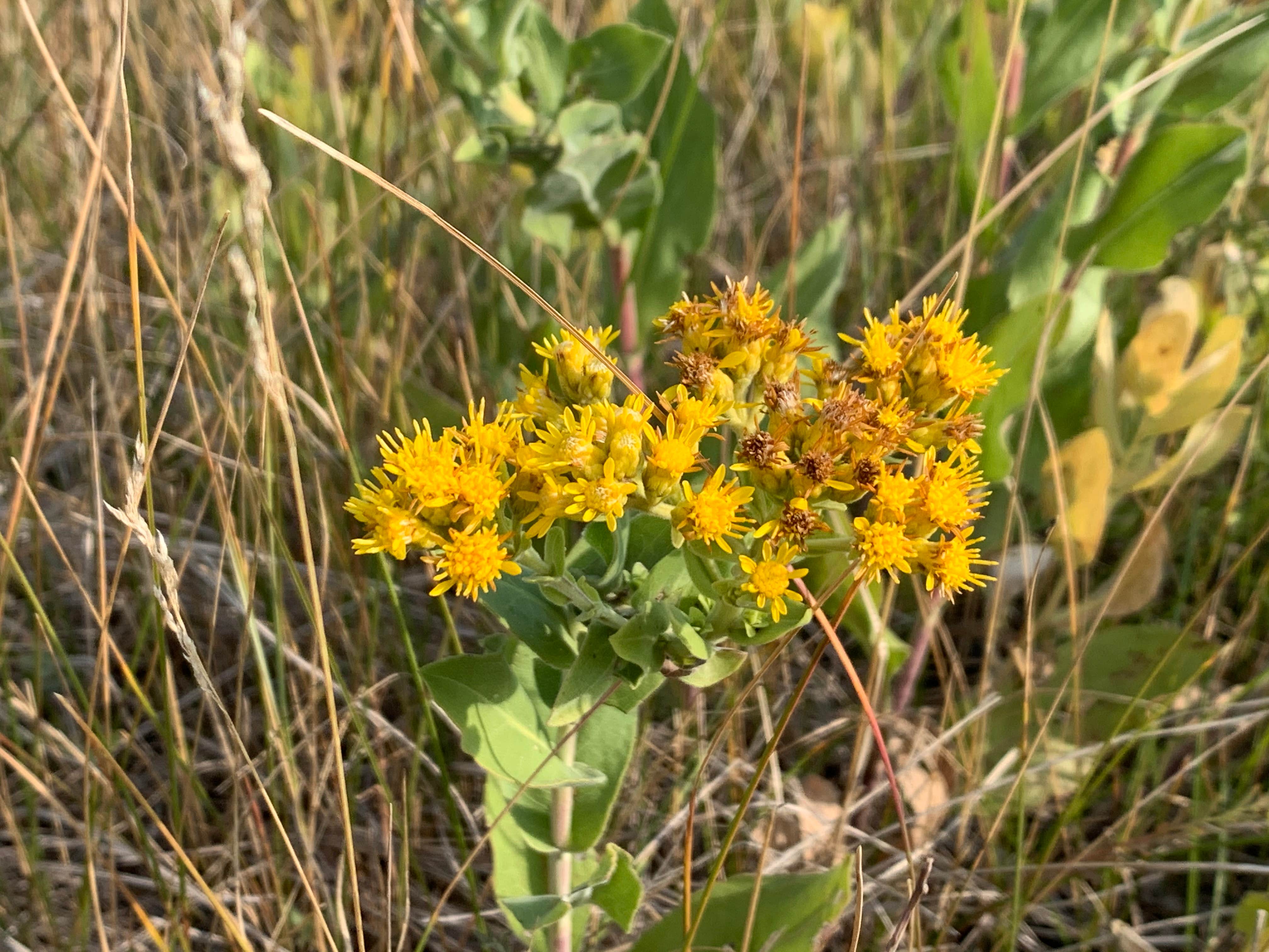 Buffalo Gap Campground (ND)