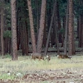 Review photo of Jacob Lake Campground - Kaibab National Forest by JJ V., September 12, 2020