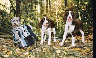 Joel R.'s photo of camping with pets at Chattahoochee Bend State Park Campground near Jonesboro, GA