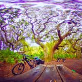 Review photo of Sea Camp Campground — Cumberland Island National Seashore by dan A., May 16, 2018