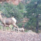 Review photo of Zion RV and Campground (Hi-Road) by Dan G., July 8, 2016