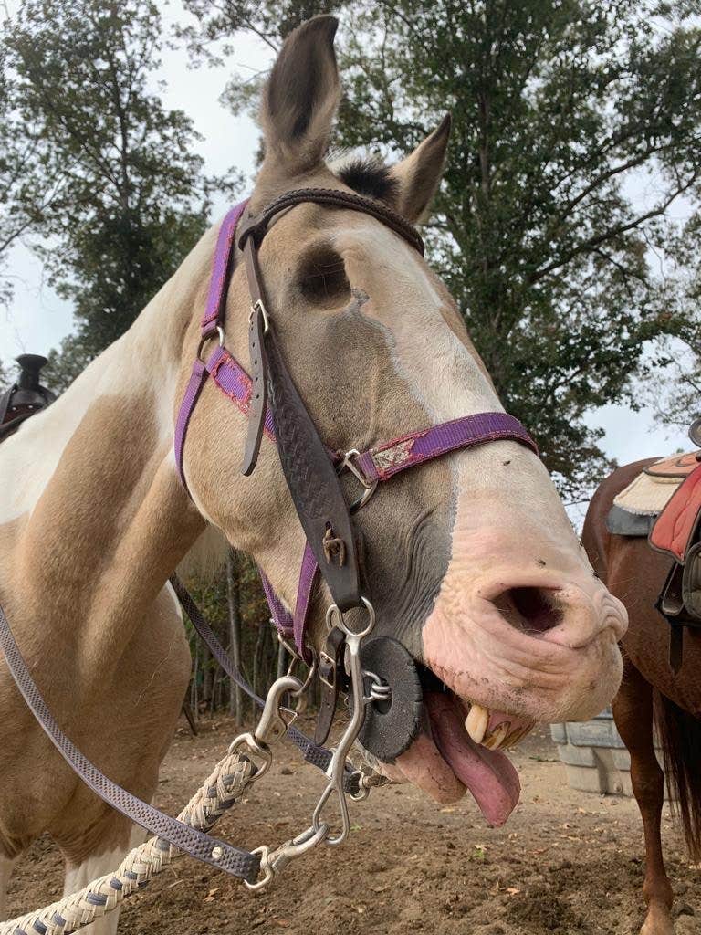 Katherine H.'s photo of camping with a horse at Fall Creek Falls State Park Campground near Apison, TN
