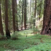 Review photo of Lower Blooms Creek — Big Basin Redwoods State Park — CAMPGROUND CLOSED by Sharon B., September 12, 2020