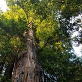 Review photo of Lower Blooms Creek — Big Basin Redwoods State Park — CAMPGROUND CLOSED by Sharon B., September 12, 2020