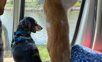 Shelly S.'s photo of camping with pets at Norland Park near Lake Preston, SD