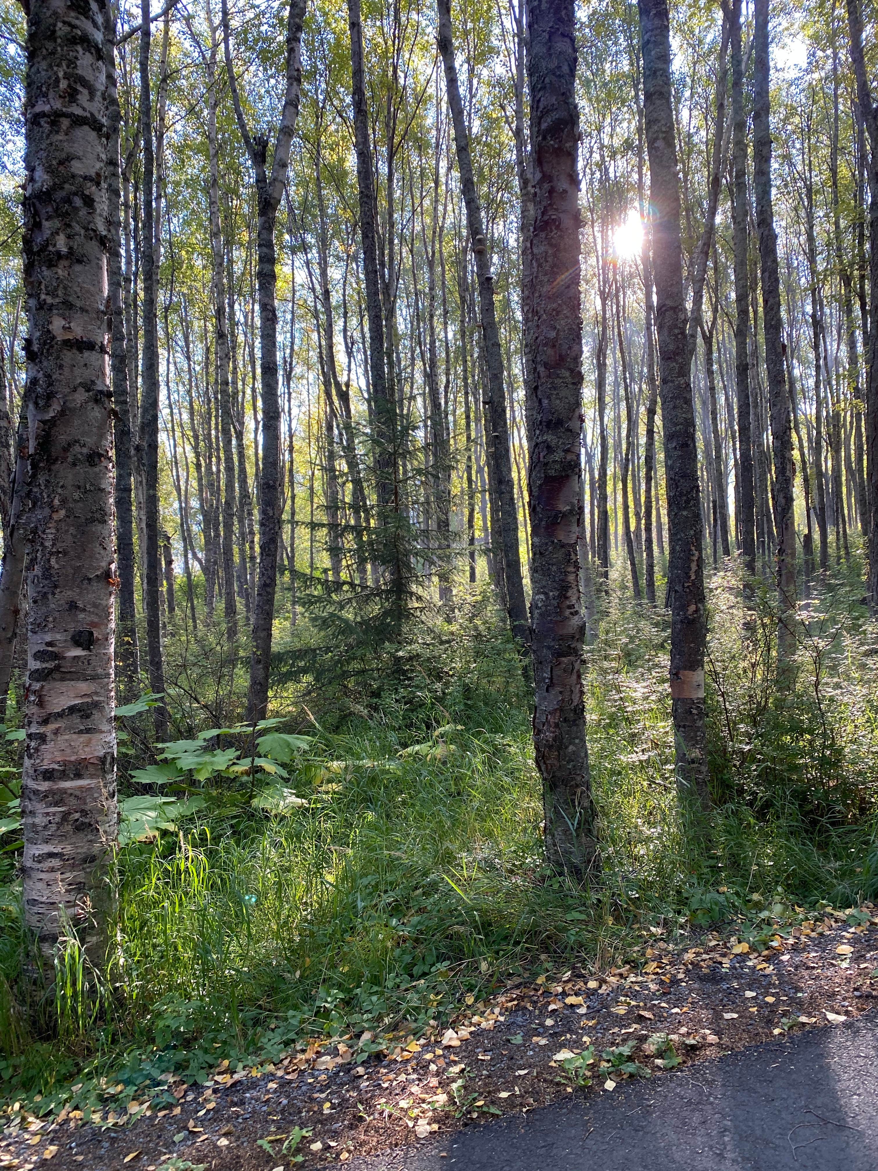 Camper-submitted photo at Porcupine Campground in Alaska