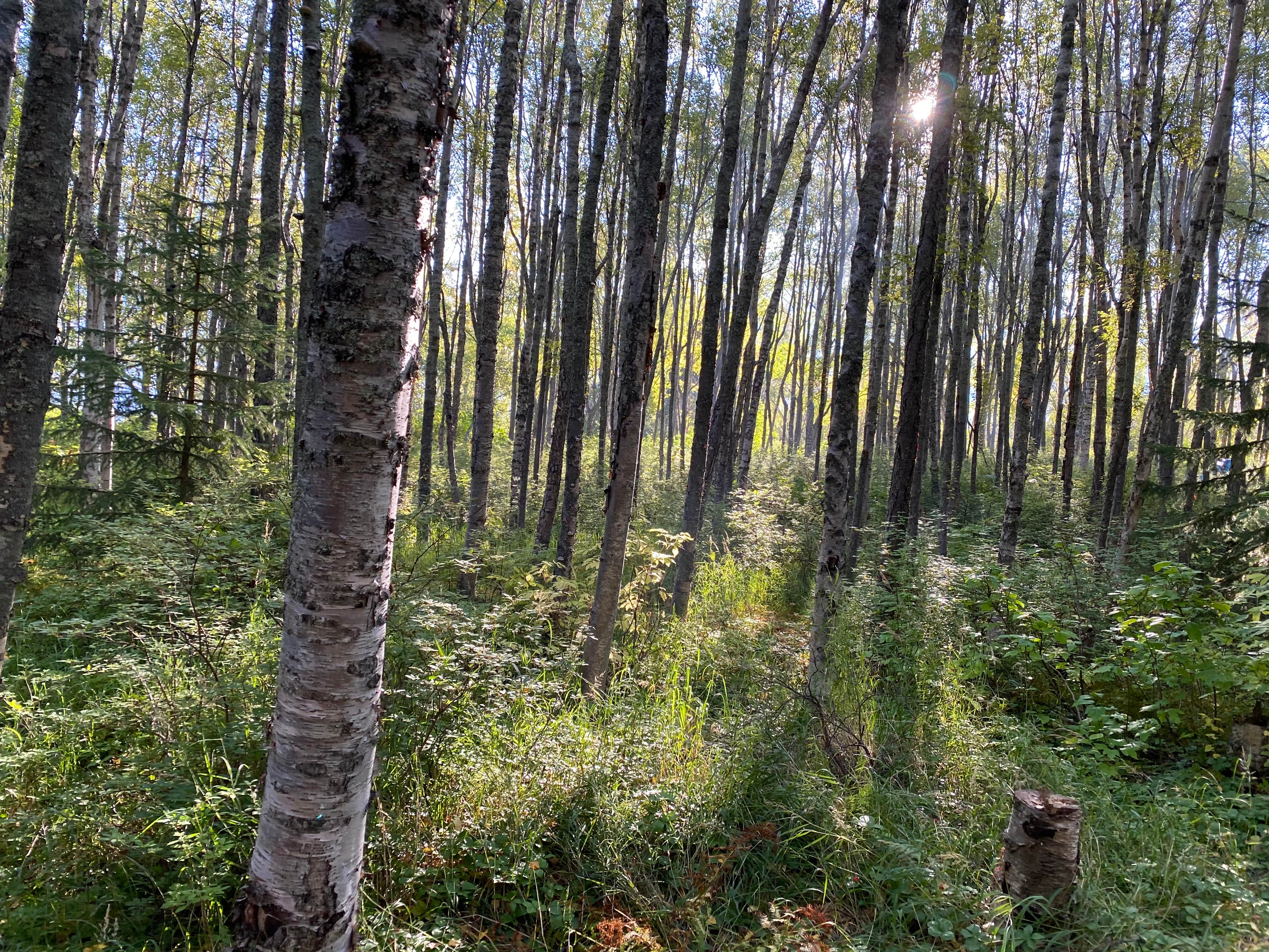 Camper-submitted photo at Porcupine Campground in Alaska