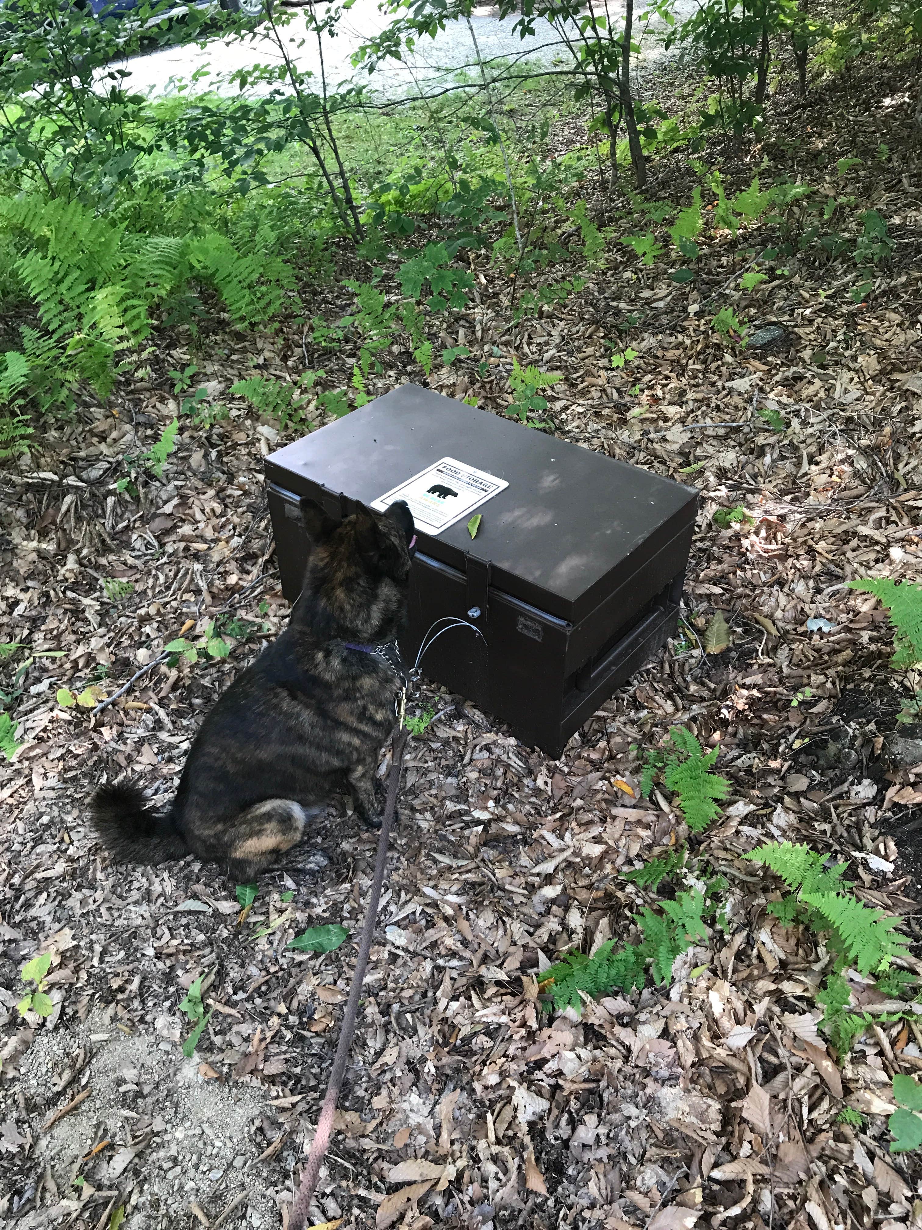 Thomas R.'s photo of camping with pets at Moosalamoo Campground near Lincoln, VT