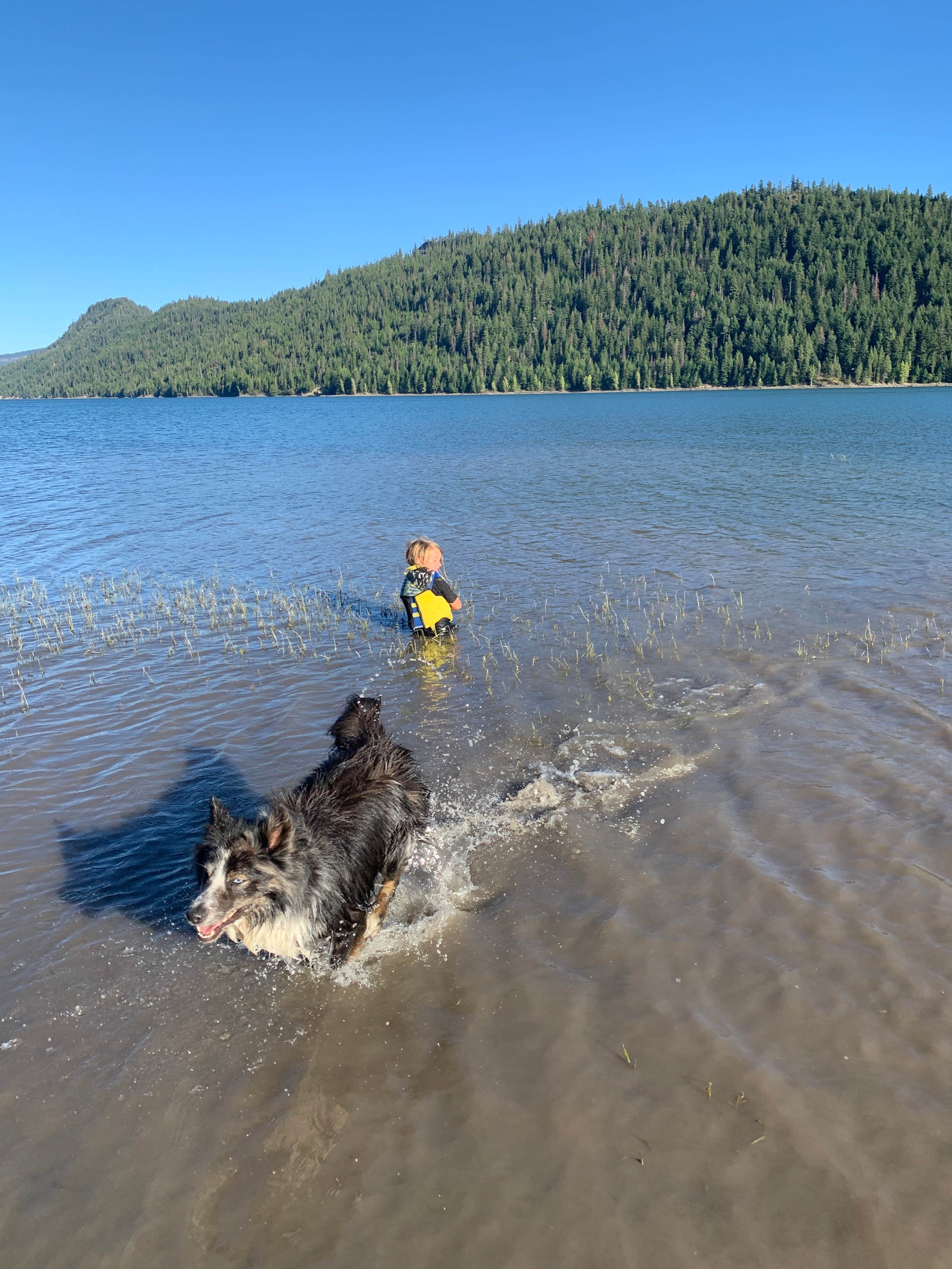 Logan  C.'s photo of camping with pets at Indian Creek (WA) near Yakima, WA
