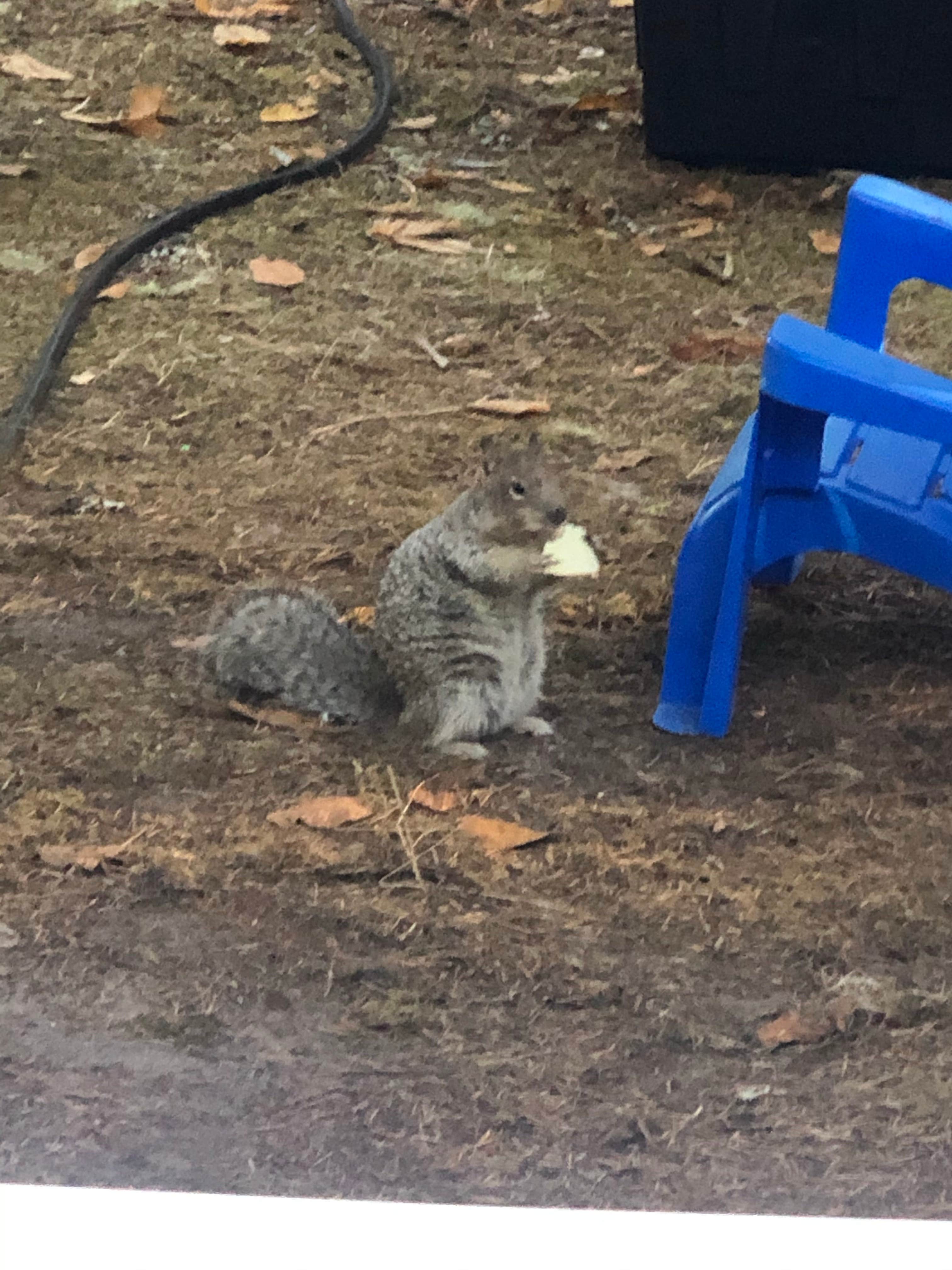 Logan  C.'s photo of camping with pets at Fort Stevens State Park Campground near Hammond, OR