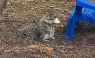 Logan  C.'s photo of camping with pets at Fort Stevens State Park Campground near Astoria, OR