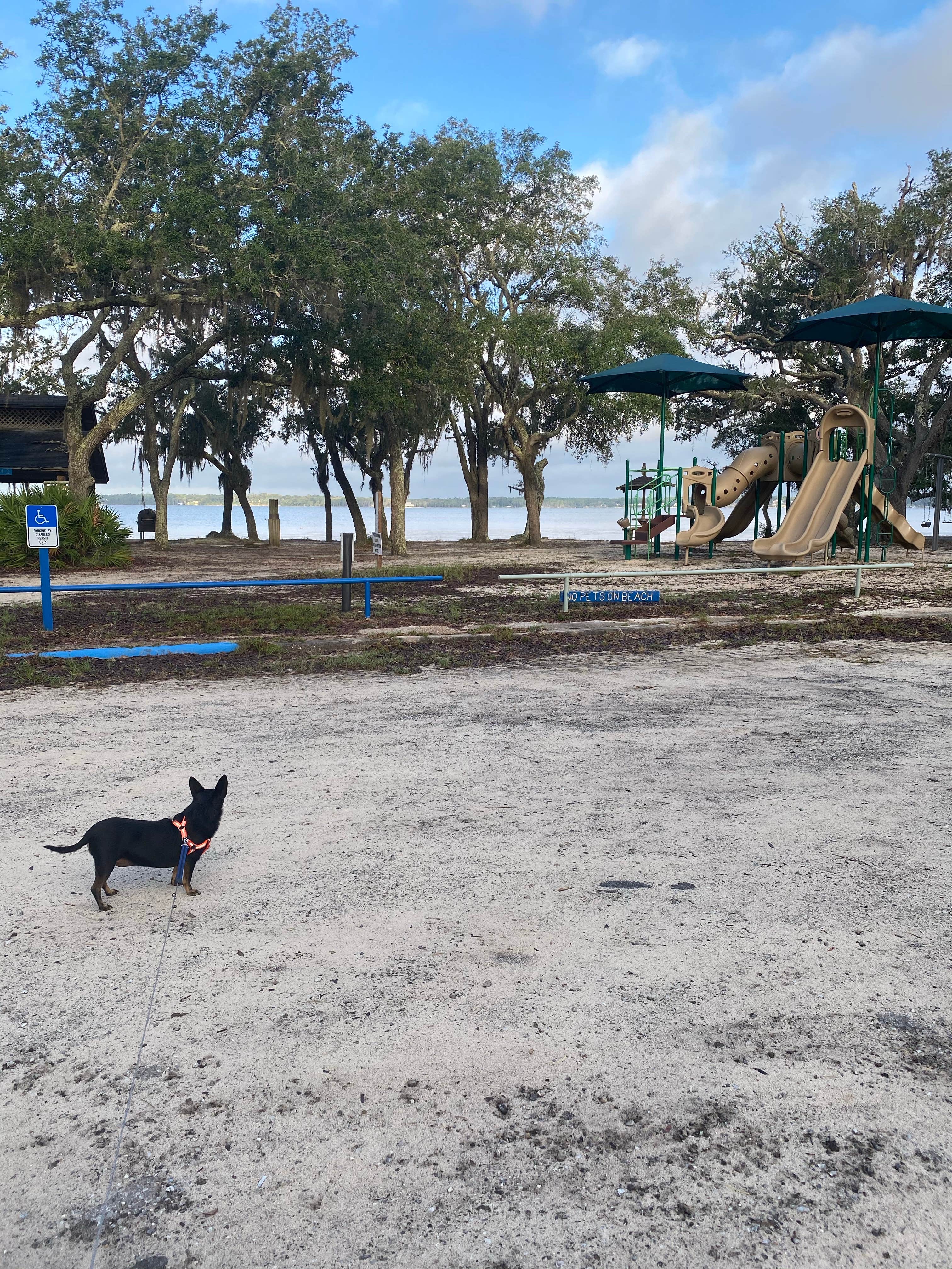 Jaimee D.'s photo of camping with pets at Blue Angel Park near Foley, AL