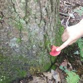 Review photo of French Creek State Park Campground by Michael B., September 13, 2020