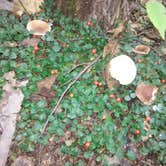 Review photo of French Creek State Park Campground by Michael B., September 13, 2020