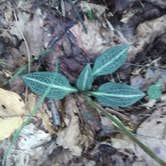 Review photo of French Creek State Park Campground by Michael B., September 13, 2020