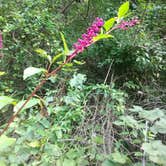 Review photo of French Creek State Park Campground by Michael B., September 13, 2020