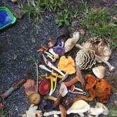 Review photo of French Creek State Park Campground by Michael B., September 13, 2020