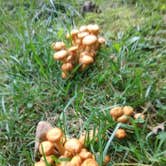 Review photo of French Creek State Park Campground by Michael B., September 13, 2020