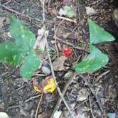 Review photo of French Creek State Park Campground by Michael B., September 13, 2020