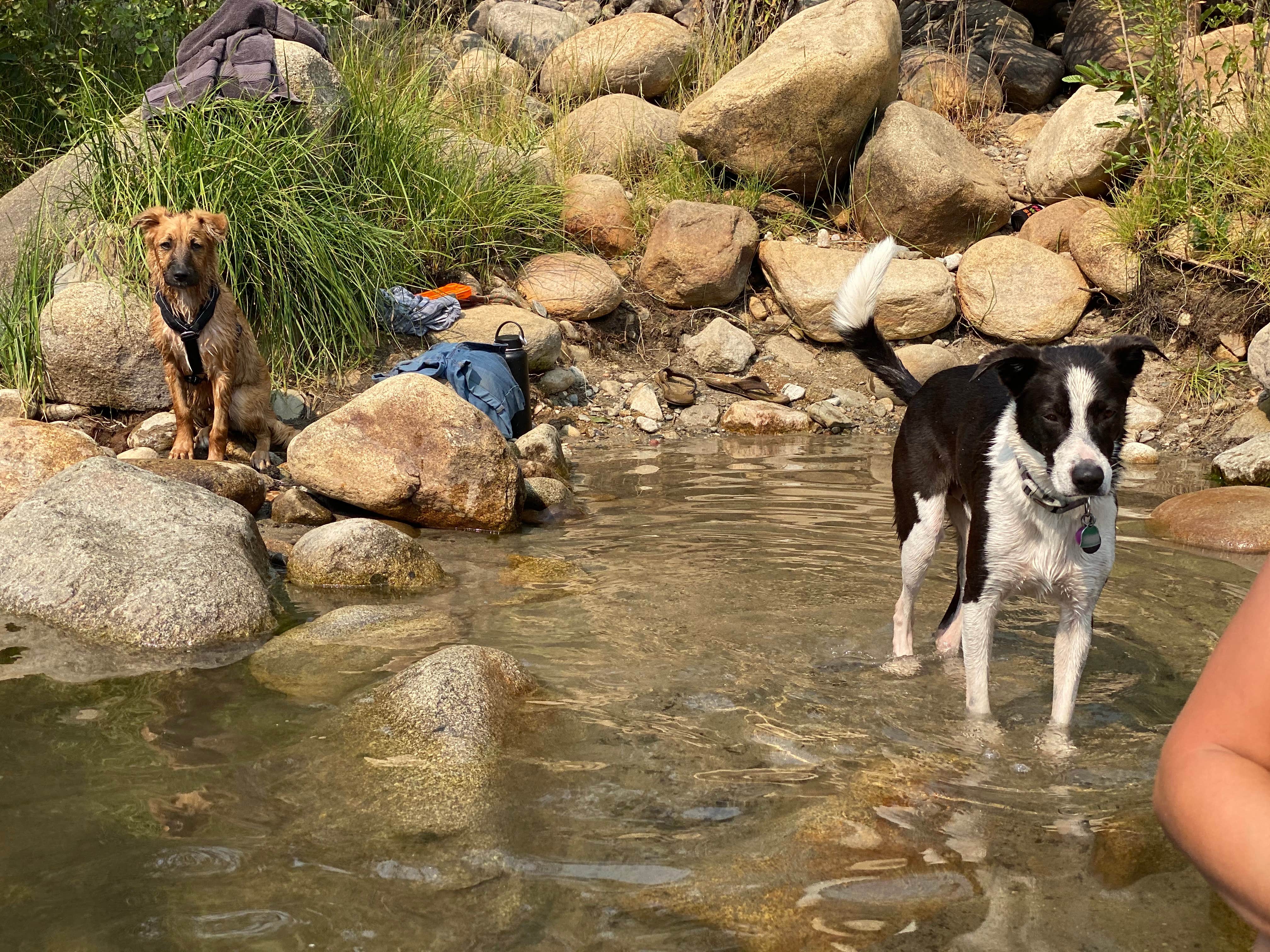 Monika V.'s photo of camping with pets at Rivernook Campground near Posey, CA