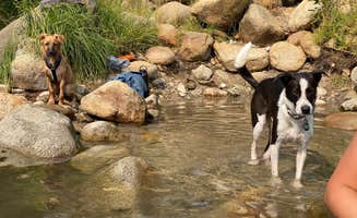 Monika V.'s photo of camping with pets at Rivernook Campground near Posey, CA