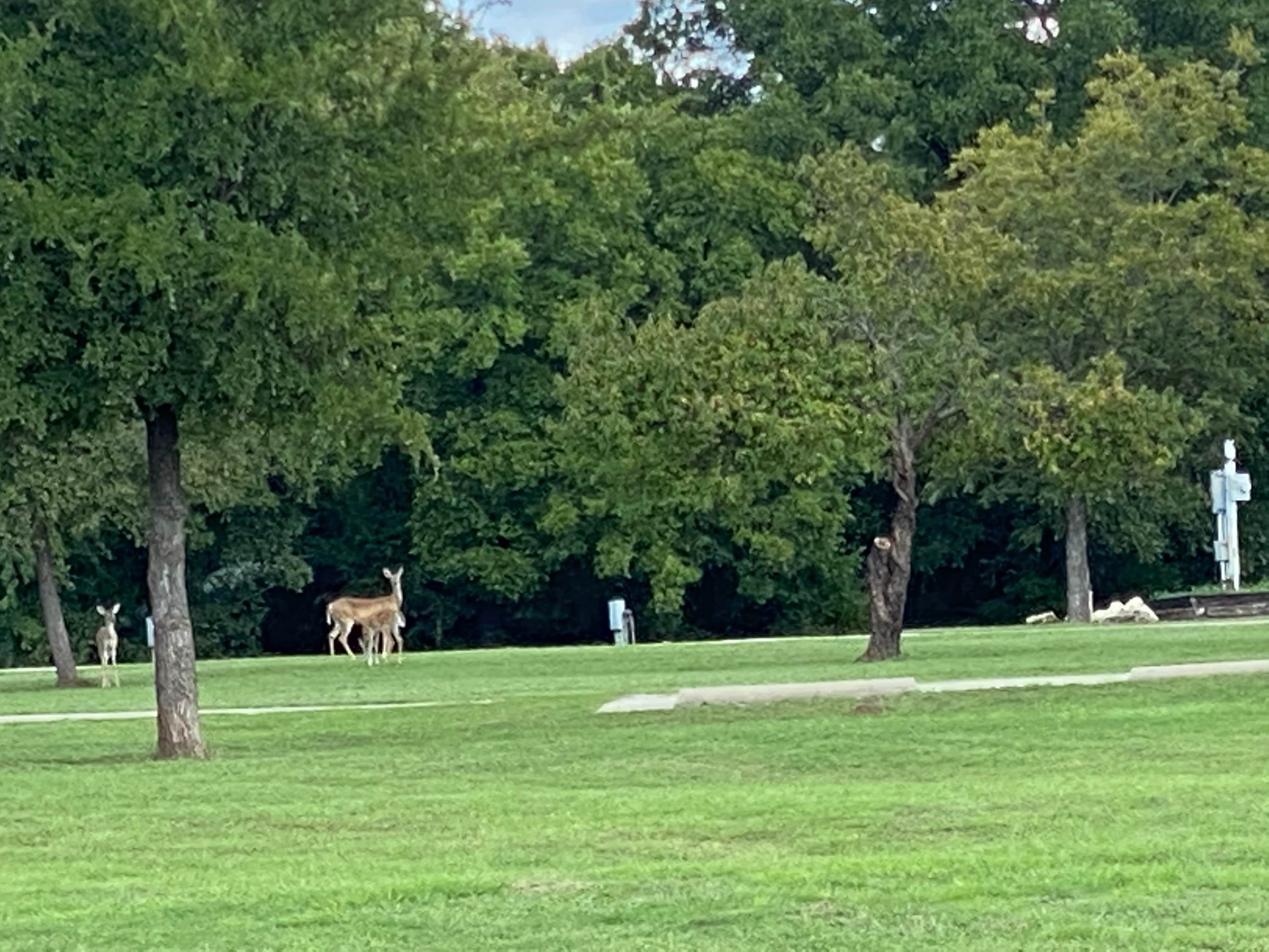 Camper submitted image from Ham Creek Park - 1