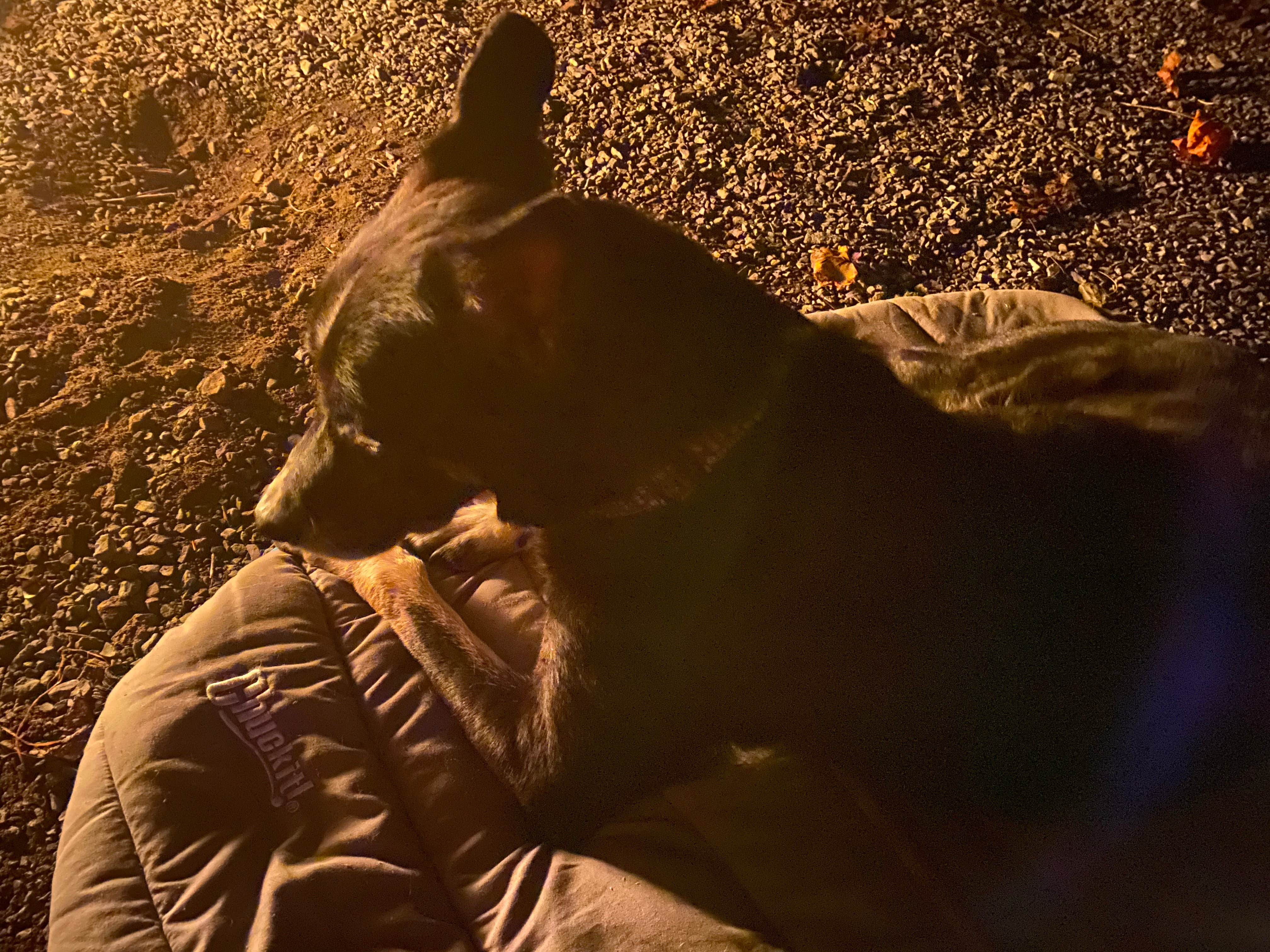 Dan R.'s photo of camping with pets at Cades Cove Campground near Great Smoky Mountains National Park